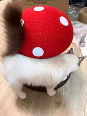 Why Is My Cat Scratching the Carpet?