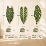 Dimensions of all three botanical leaf cat scratcher designs