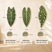Dimensions of all three botanical leaf cat scratcher designs